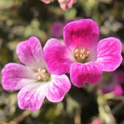 G�ranium 'Orkney Cherry' / G�ranium 'Orkney Cherry'