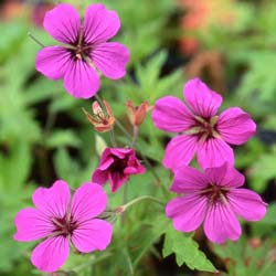 G�ranium 'Patricia' / G�ranium 'Patricia'