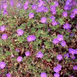 G�ranium 'Rozanne' / G�ranium 'Rozanne'