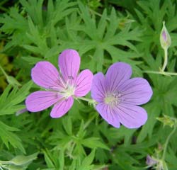 G�ranium 'Nimbus' / G�ranium 'Nimbus'