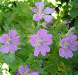 G�ranium 'Sirak' / Geranium 'Sirak'