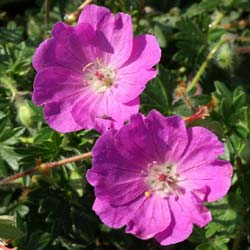 G�ranium 'Tiny Monster' / G�ranium 'Tiny Monster'