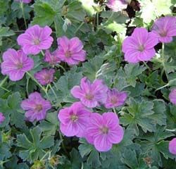 G�ranium 'Russel Prichard' / Geranium r. 'Russel Prichard'