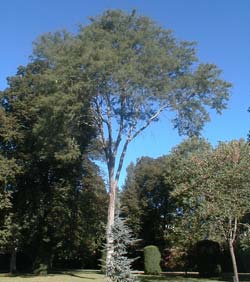 Févier à 3 épines 'Inermis' / Gleditsia triacanthos inermis