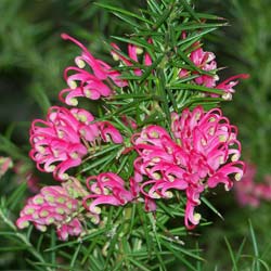 Gr�vill�a rosm. 'Jenkinsii'  / Grevillea rosm. 'Jenkinsii'
