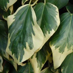 Lierre de Colchide 'Dentata Variegata'   / Hedera colchica 'Dentata Variegata'