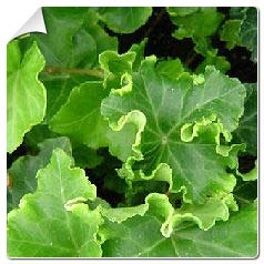 Lierre 'Parsley Crested'  / Hedera helix 'Parsley Crested'