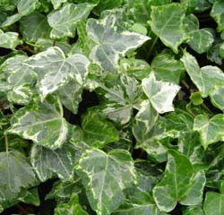 Lierre commun ' Elegantissima' / Hedera helix ' Elegantissima'