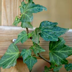 Lierre commun 'Green Ripple' / Hedera helix 'Green Ripple'