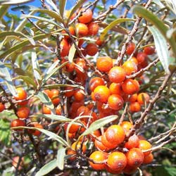 Argousier  / Hippophae rhamnoides