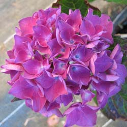Hortensia 'Merveille Sanguine'  / Hydrangea macro 'Merveille Sanguine'