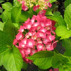 Hortensia 'Leuchtfeuer'  / Hydrangea macro 'Leuchtfeuer'
