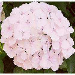 Hortensia 'Marie Claire'   / Hydrangea macro 'Marie Claire'