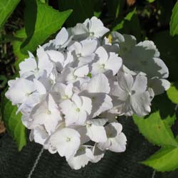 Hortensia 'Mme Emile Mouill�re'  / Hydrangea macro 'Mme Emile Mouill�re'