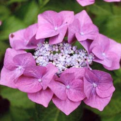 Hortensia 'Mousm�e'  / Hydrangea macro 'Mousm�e'