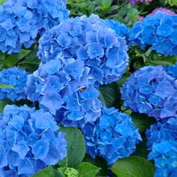 Hortensia 'Renata Blue'  / Hydrangea macro 'Renata Blue'