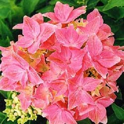 Hortensia 'Tovelit'   / Hydrangea macro 'Tovelit'