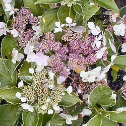 Hortensia � feuillage panach�   / Hydrangea macro 'Tricolor'