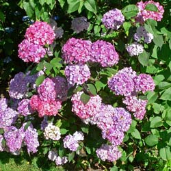 Hortensia serrata 'Preziosa'  / Hydrangea macro serrata 'Preziosa'