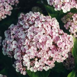 Hortensia Lilas  / Hydrangea macro 'Ayesha'