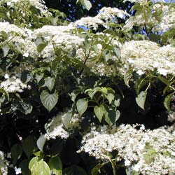 Hortensia grimpant   / Hydrangea petiolaris