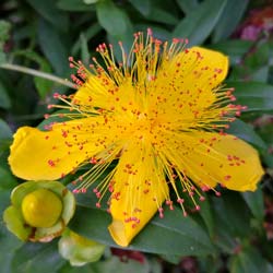 Millepertuis � grand calice / Hypericum calycinum