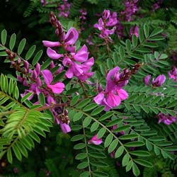 Indigotier  / Indigofera heterantha