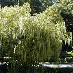 It�a illicifolia  / Itea illicifolia