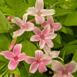 Jasmin rose  / Jasminum X stephanense