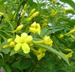 Jasmin d'Italie 'Revolutum'  / Jasminum humile 'Revolutum'