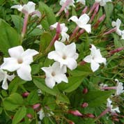 Jasmin blanc   / Jasminum officinalis