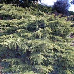 Gen�vrier � port �tal� 'Old Gold'  / Juniperus x media 'Old Gold'