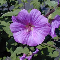 Lavat�re 'Bredon Springs'   / Lavatera 'Bredon Spring'