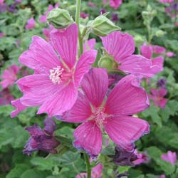 Lavat�re 'Burgundy Wine'  / Lavatera 'Burgundy Wine'