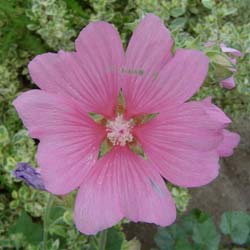 Lavat�re 'Kew Rose'   / Lavatera 'Kew Rose'