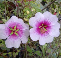Lavat�re 'Princesse de Ligne'  / Lavatera 'Princesse de Ligne'
