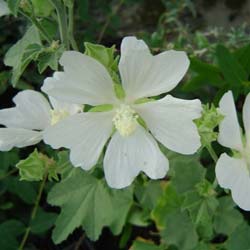 Lavat�re 'Ice Cool'  / Lavatera thunringiaca 'Ice Cool'