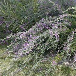 Lespedeza de Thunberg   / Lespedeza thunbergii