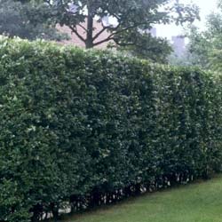 Troëne de Californie / Ligustrum ovalifolium