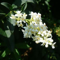 Troëne commun / Ligustrum vulgare