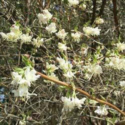 Ch�vrefeuille d'hiver / Lonicera fragrantissima