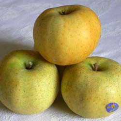 Pommier 'Belchard® Chantecler' / Malus pumila 'Belchard® Chantecler'