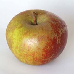 Pommier 'Belle de Boskoop' / Malus pumila 'Belle de Boskoop'