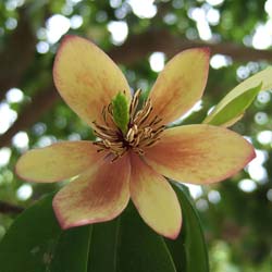 Arbuste banane / Michelia figo