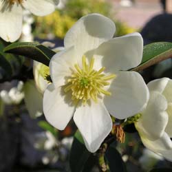 Michelia yunnanensis / Michelia yunnanensis