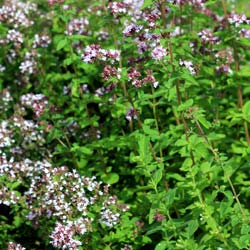 Origan dor� / Origanum 'Aureum'