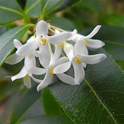 Osmanthe de Burkwood   / Osmanthus x 'Burkwoodii'