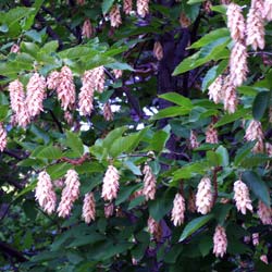 Charme houblon   / Ostrya carpinifolia