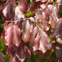 Arbre de fer  / Parrotia persica
