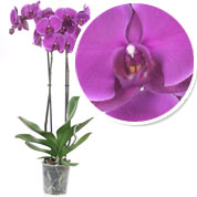 Orchide papillon Mauve, Phalaenopsis